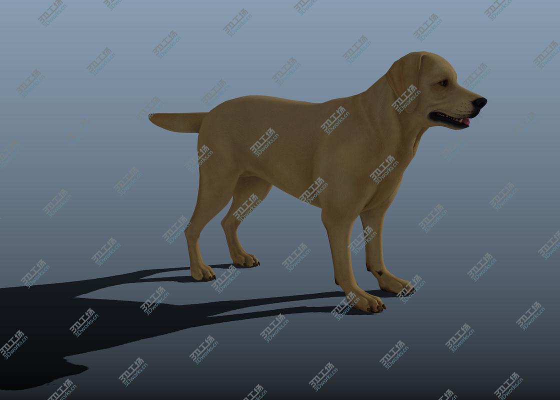 images/goods_img/202105074/3D Dog rigged and animated model/2.jpg